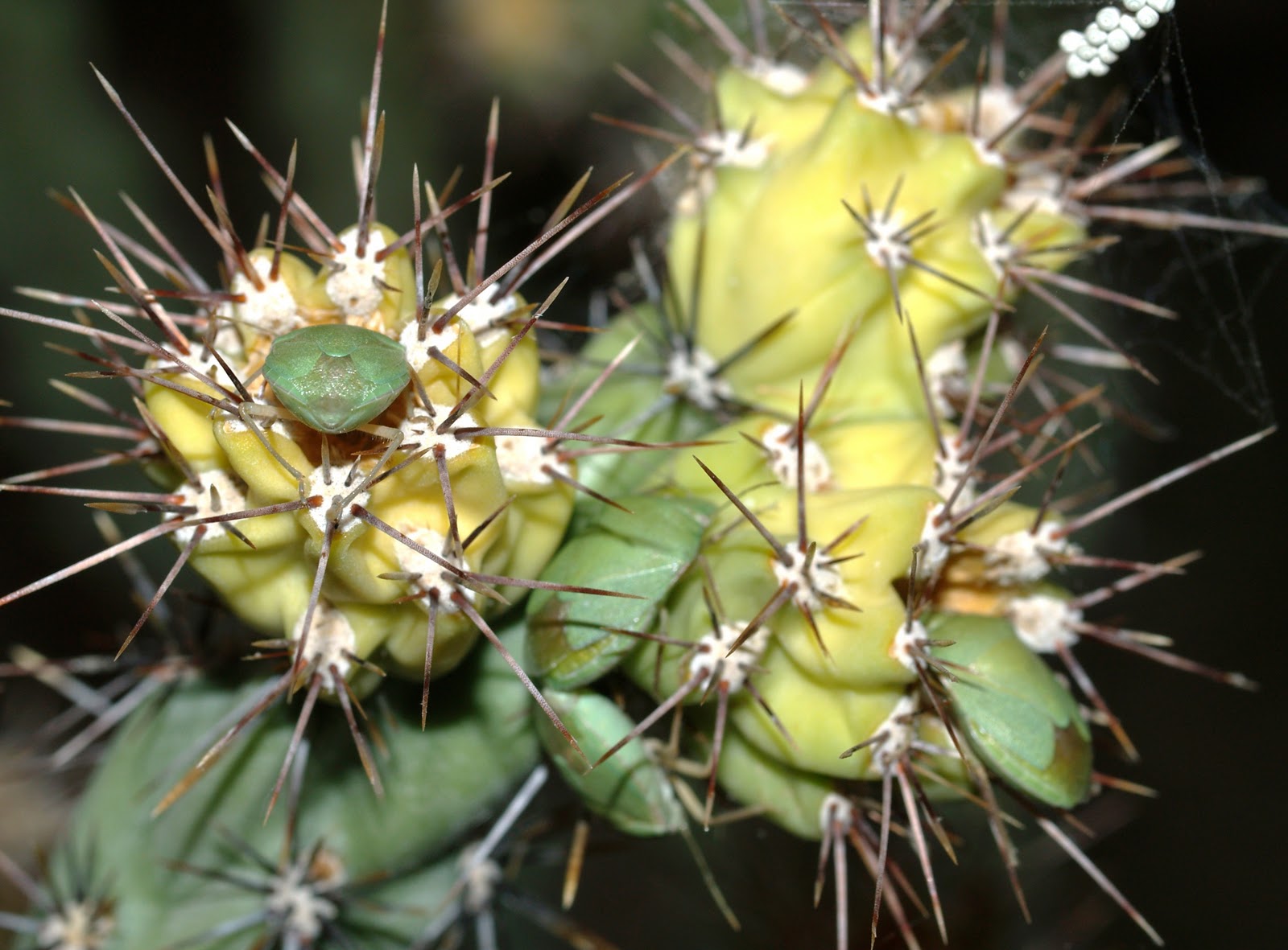 Arizona Beetles, Bugs, Birds and more True Bugs on Cactus