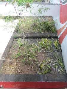 WEEDS ON A ROOF