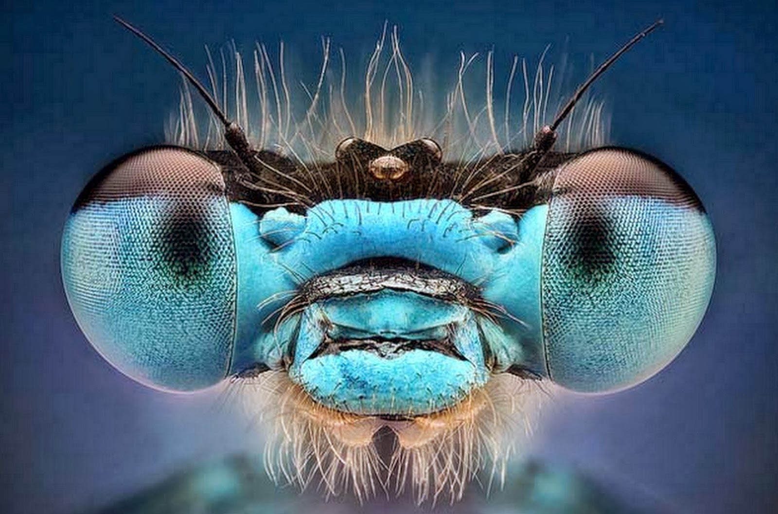 Глаза насекомых имеют. Фасеточные глаза Стрекозы. Фасеточные глаза насекомых. Фасеточные глаза мухи. Стрекоза морда.