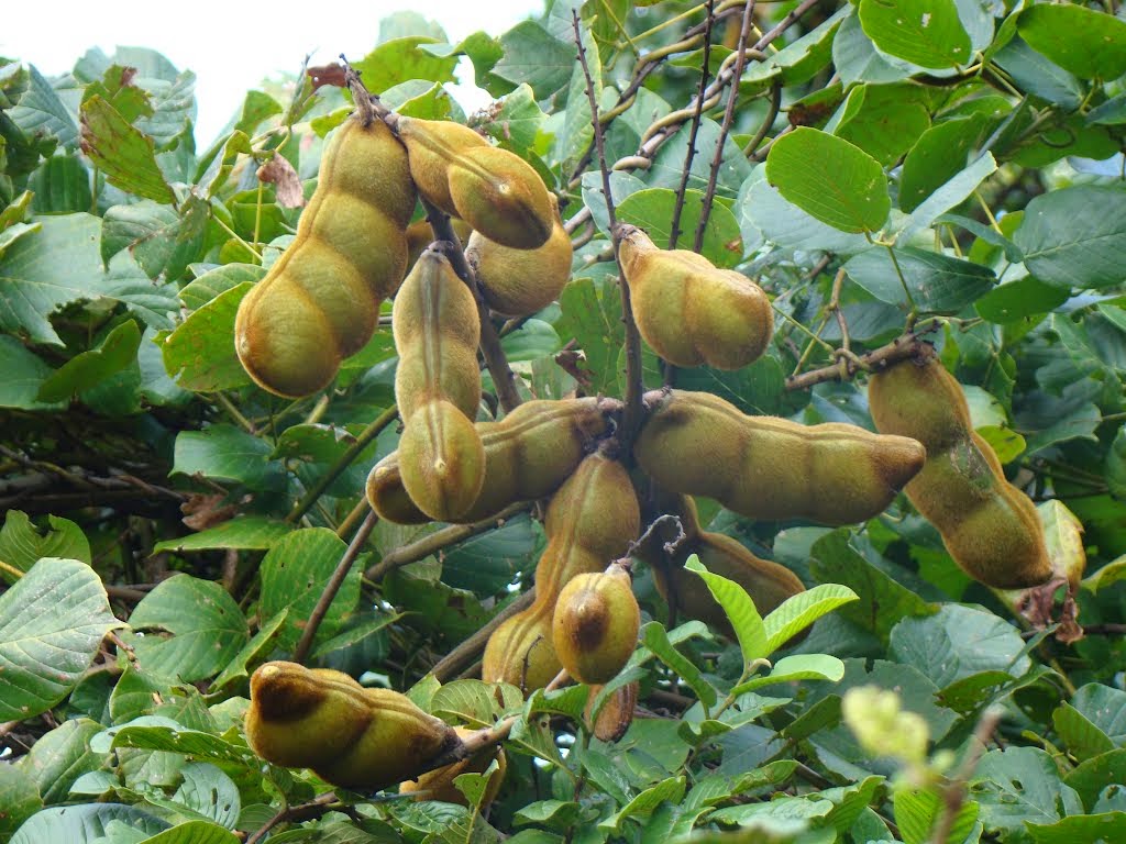 Olho De Boi Planta Para Que Serve Sobre os Olhos Olho De Boi Planta Para Que Serve Sobre os Olhos