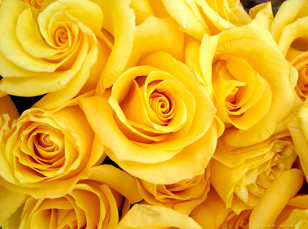Decent Image Scraps Yellow Roses