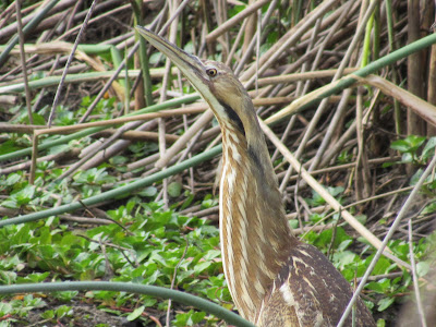 Sacramento National Wildlife Refuge