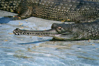 kNOW aBOUT sOME oF THE fACTS: HOW FAST CAN A CROCODILE SWIM?