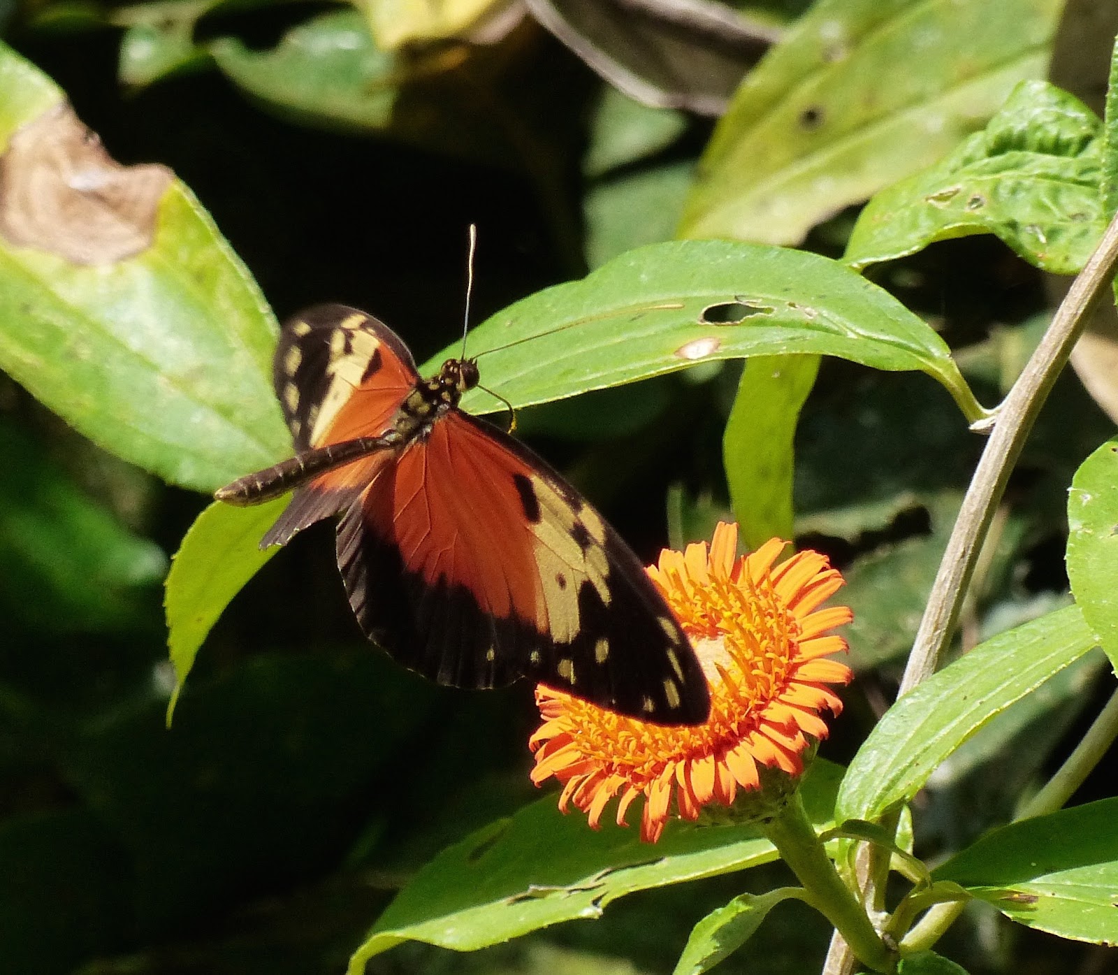 Into the Woods and Elsewhere Panama butterflies