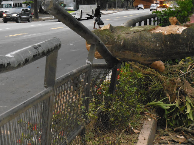 Árvore derrubada pelo vento em Botafogo/Foto: Marcelo Migliaccio