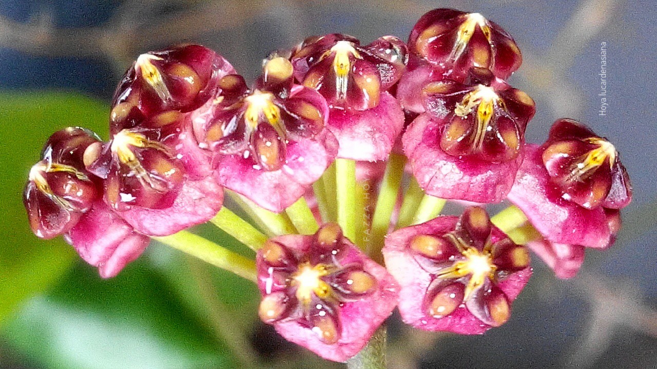 Хойя индонезия 001 Хойя индонезия 001