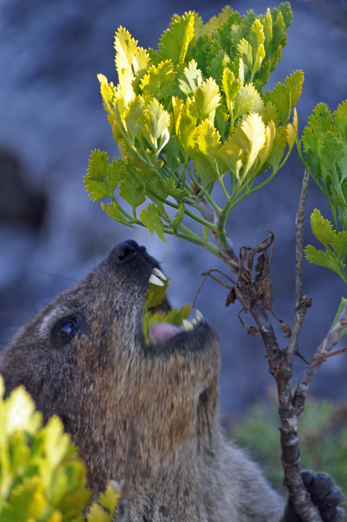 The Hyrax The Elephant’s Cousin The Ark In Space