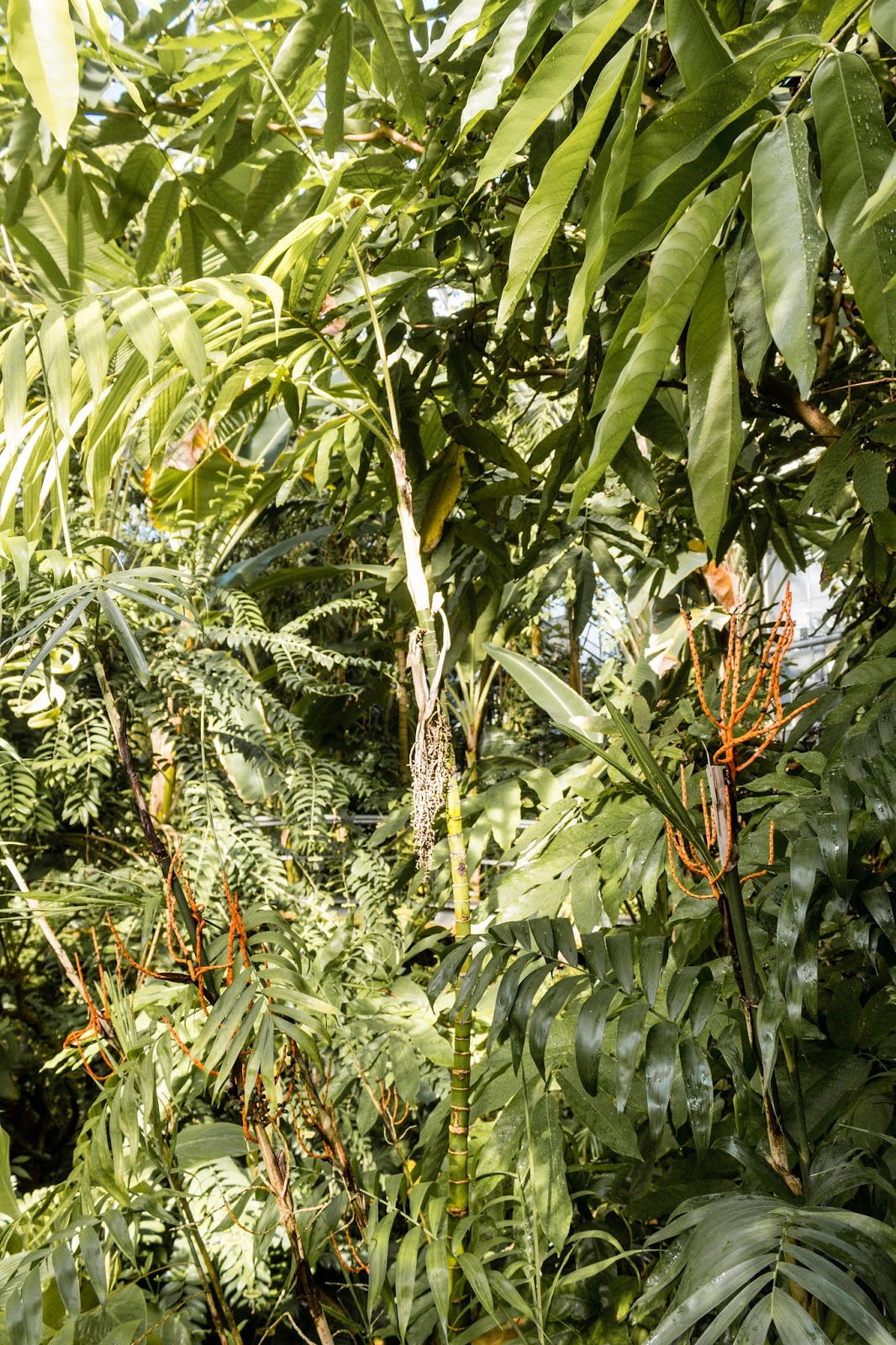 Mahonia Care Guide Uk Growing Tips Upgardener