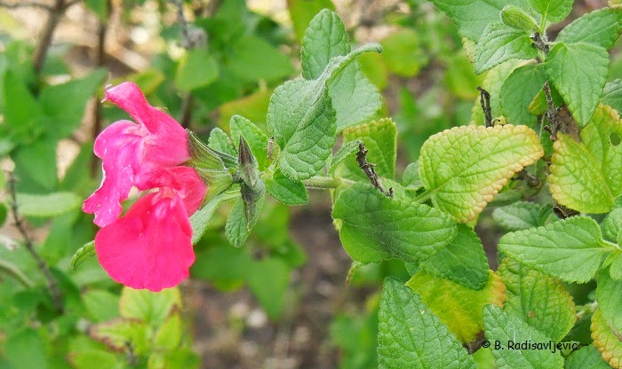 What Blooms in December in Paso Robles?