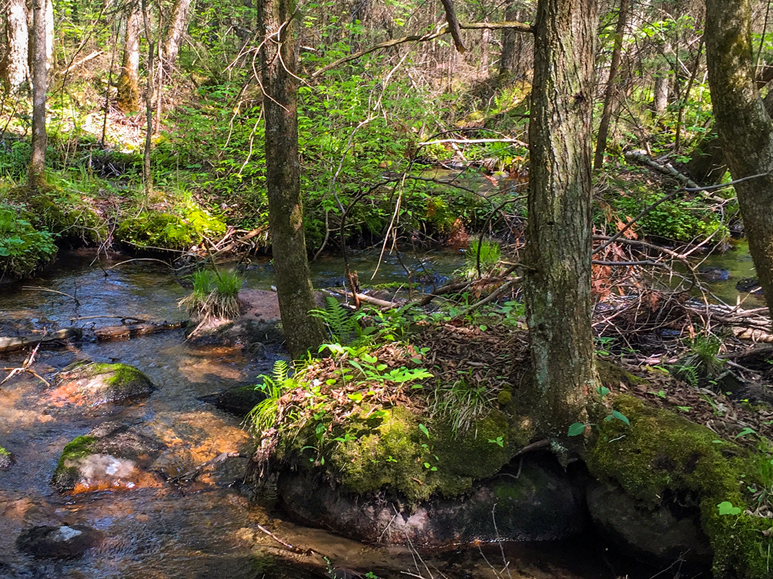 Wisconsin Explorer Hiking the Ice Age Trail Plover River Segment