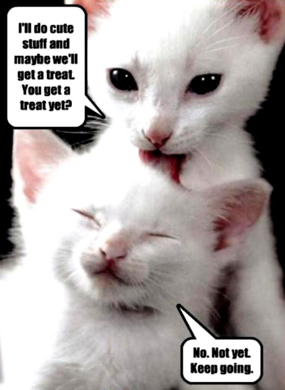 Animal Wallpaper With Quotes Best Wallpaper HD