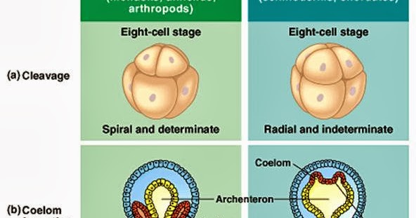 deuterostom sau protostomi platyhelminthes unguent pentru papiloame pe forul genital