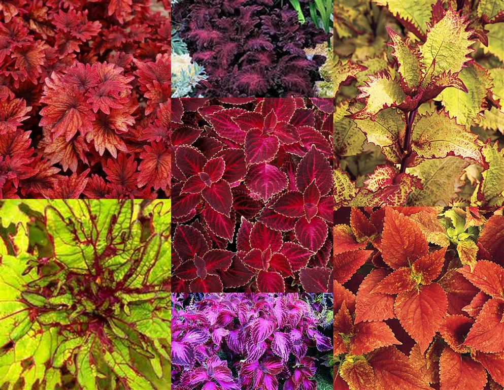 колеус блюме волшебник смесь сортов аэлита. колеус блюме смесь. колеус блюме, микс (6 шт). колеус kirschrot. колеус блюме бент.