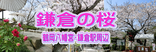  鶴岡八幡宮・鎌倉駅周辺の桜