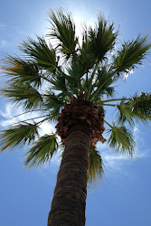 palm iphone tree wallpapers