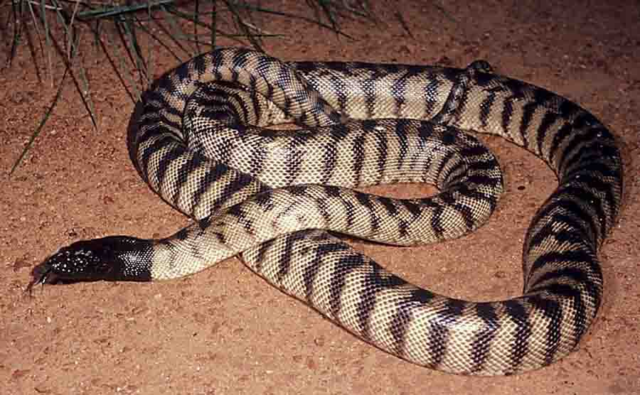 Types Of Python College Galatas Types of python college galatas