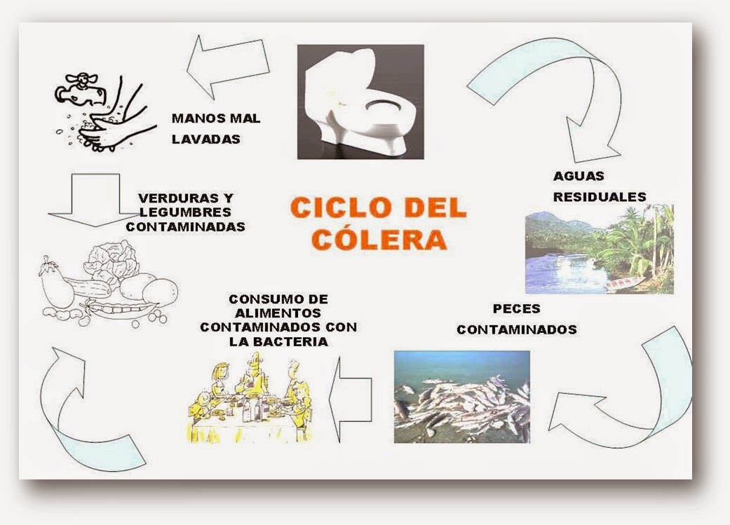 Enfermedades de transmisión Alimentaria: Prevención y Cuidados