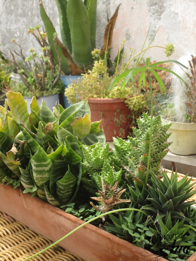 Mis cactus y suculentas