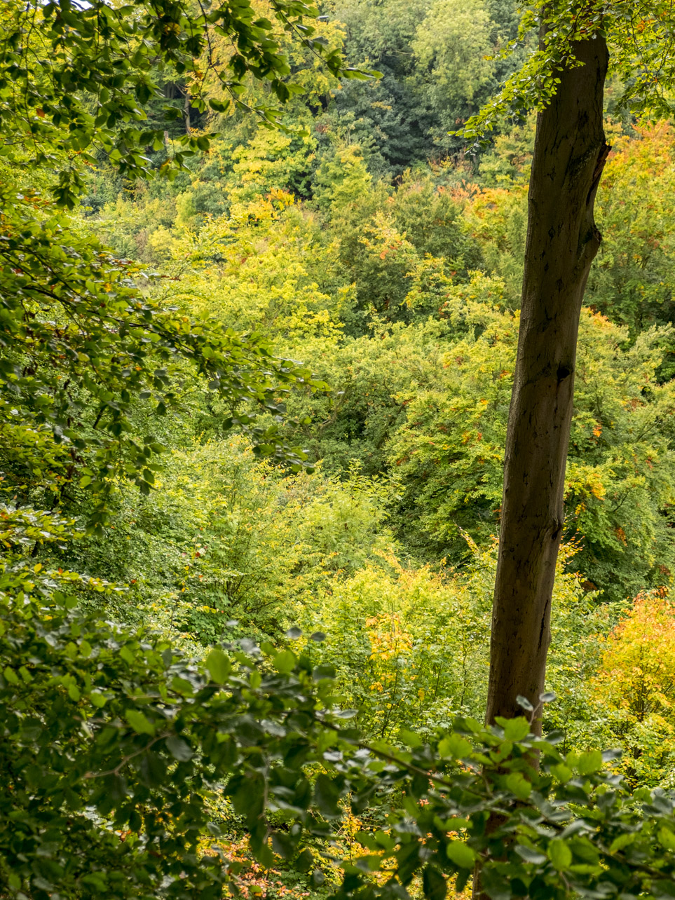 Mike's Natural Musings A Walk in Hubbards Hills.