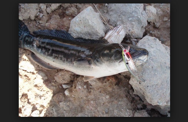 Ikan Toman Dan Umpan Memancingnya