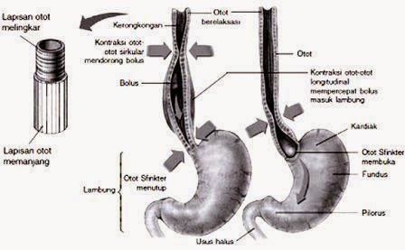 Bagian Organ-Organ Pencernaan dan Fungsinya 