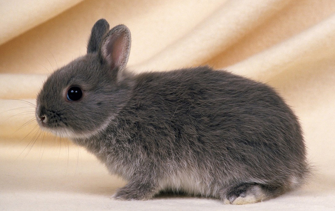 Images and photos of bunnies