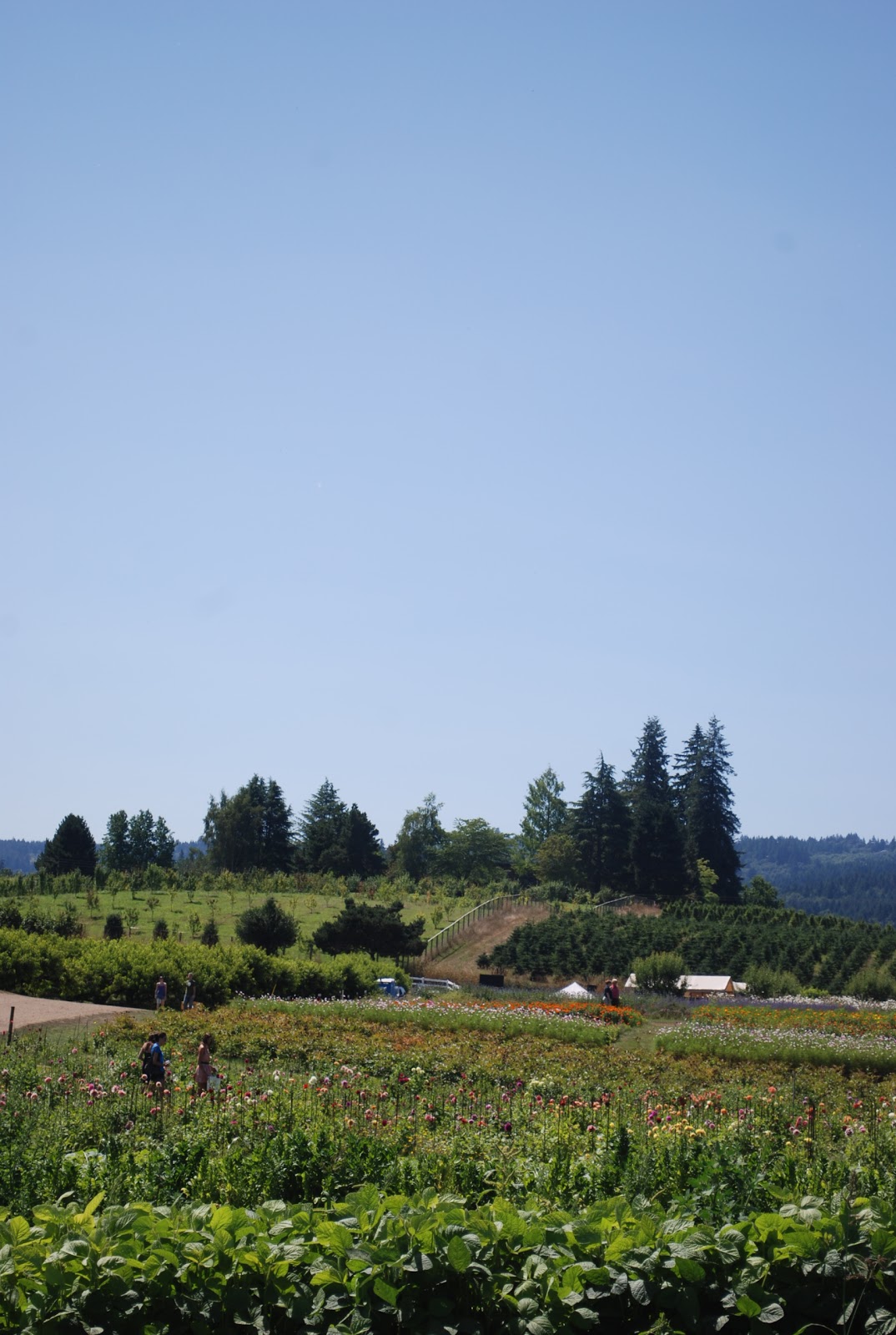 the farmer's wife Monday update at Sauvie Island Farms
