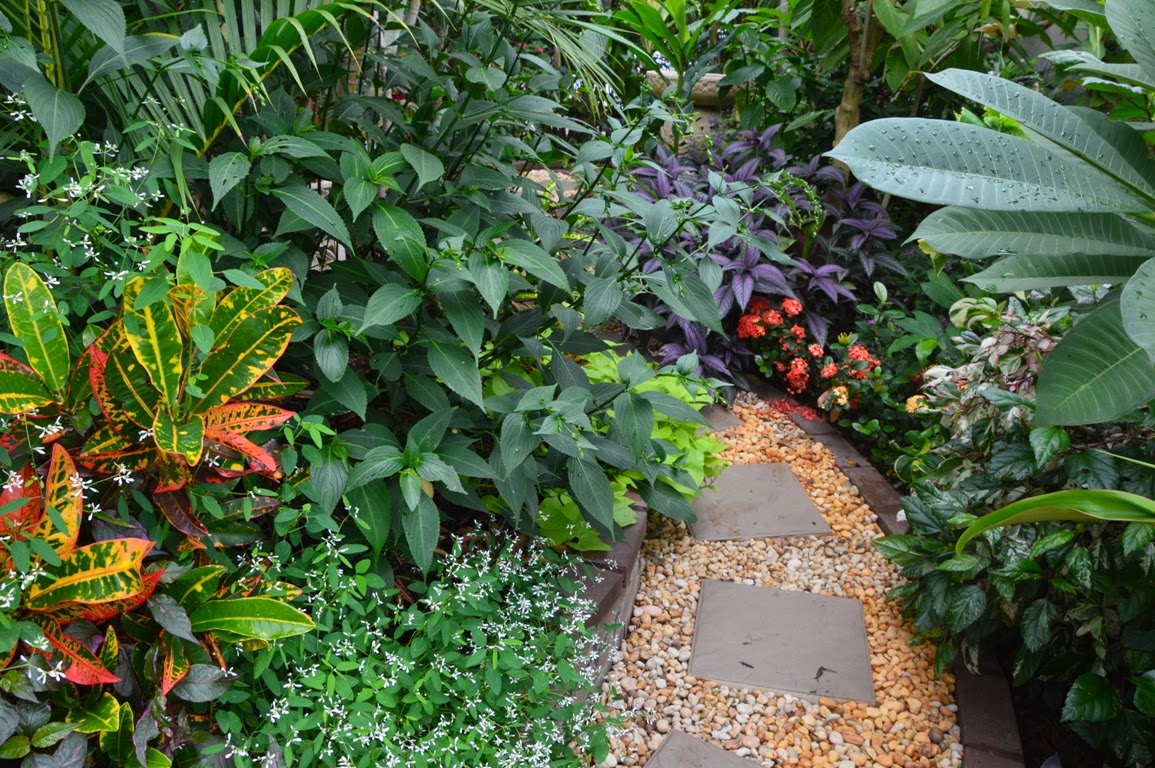 Tropical Breeze is a Sydney tropical garden filled with a wide variety