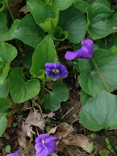 The Wild Violets of Spring