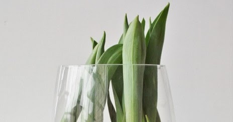Forcing tulip bulbs in water