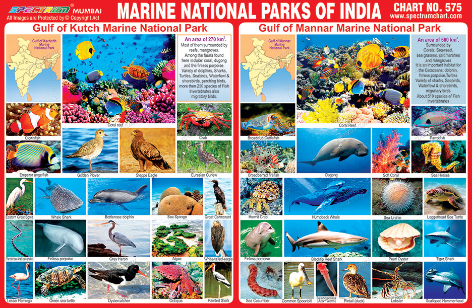 Spectrum Educational Charts: Chart No 575 - Marine National Park of India