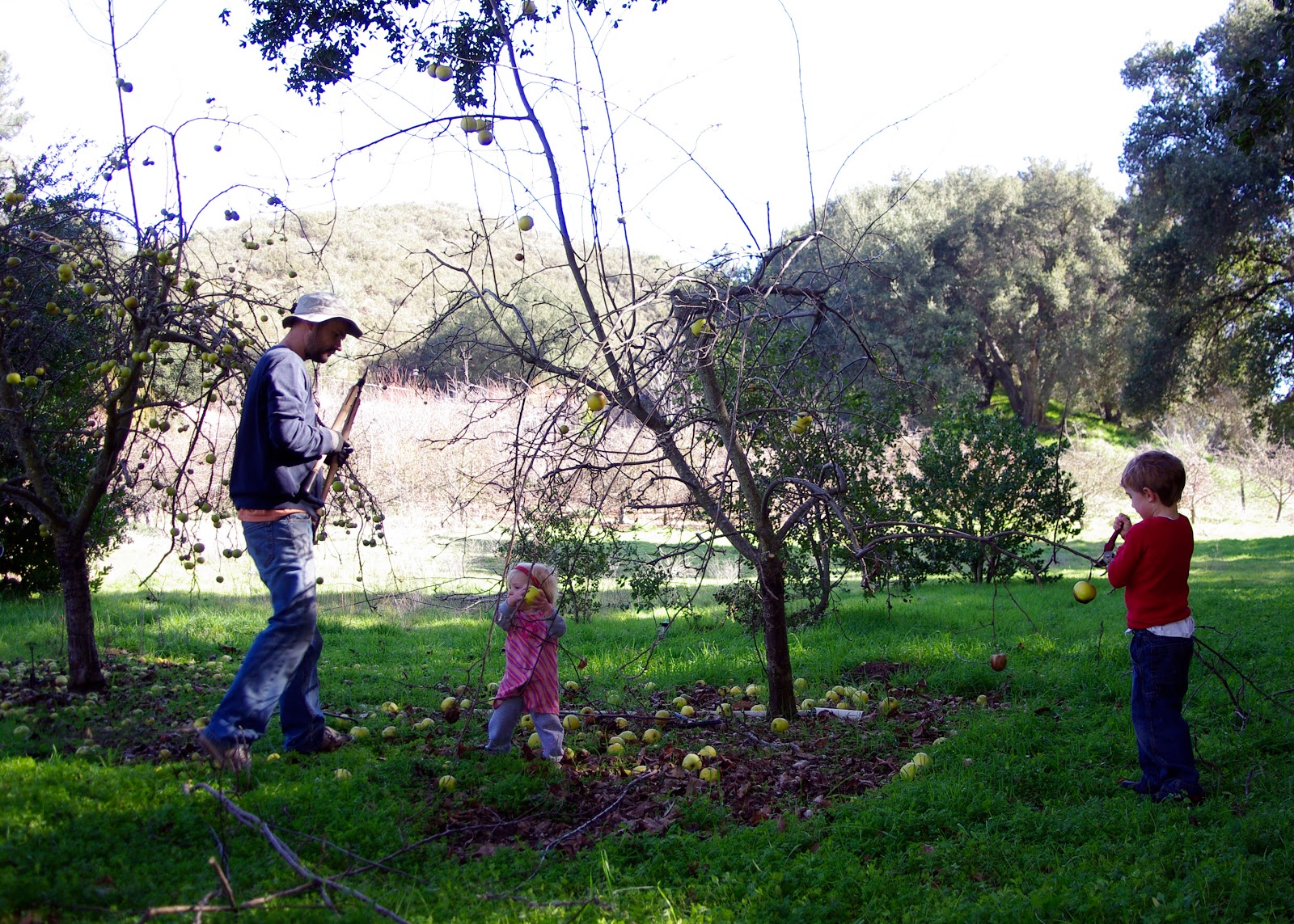 The Beneficial Bee The Birth of a Name Giving Tree Family Farm