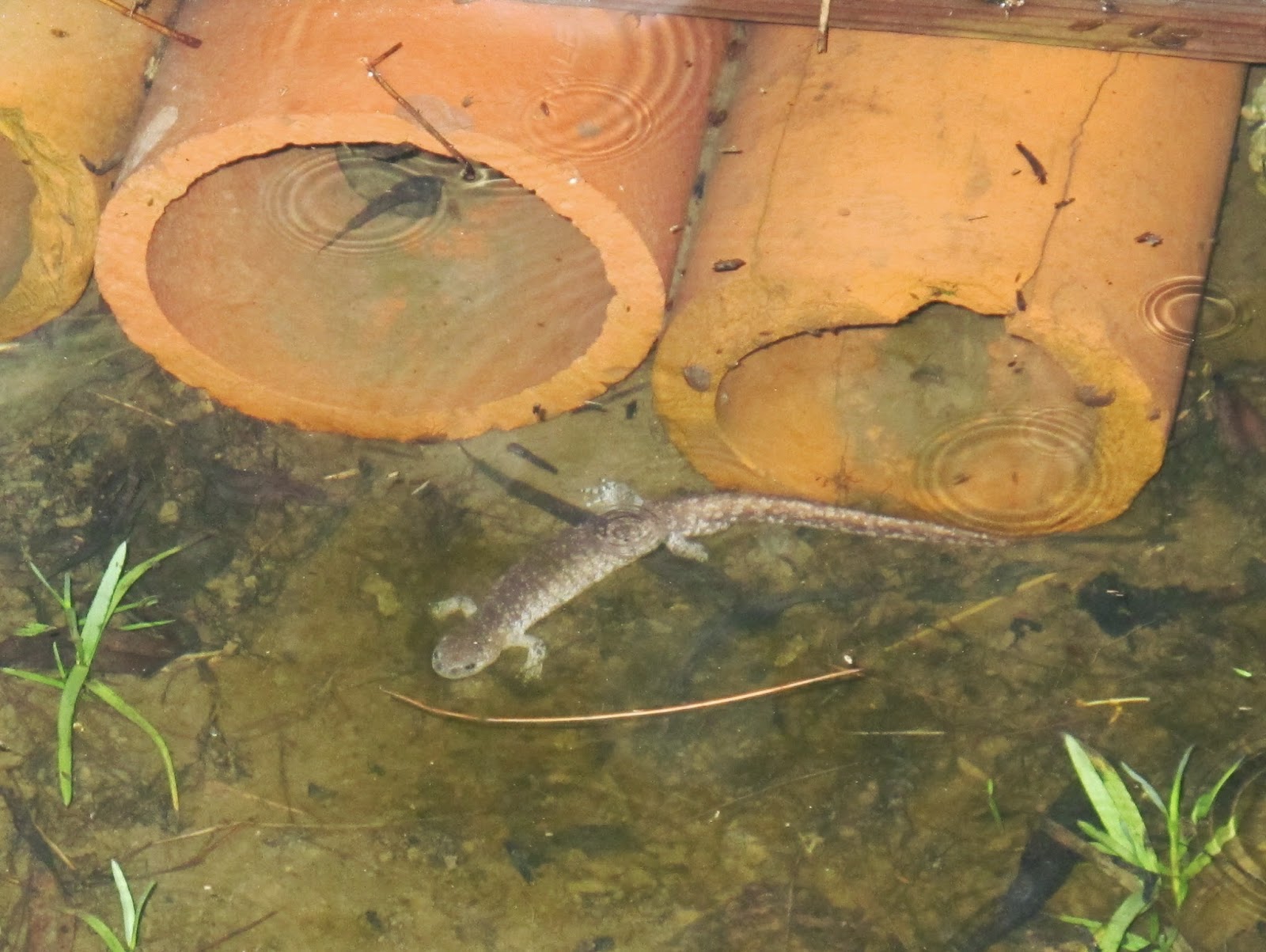Blue Jay Barrens: 2015 Salamander Breeding - Second Wave