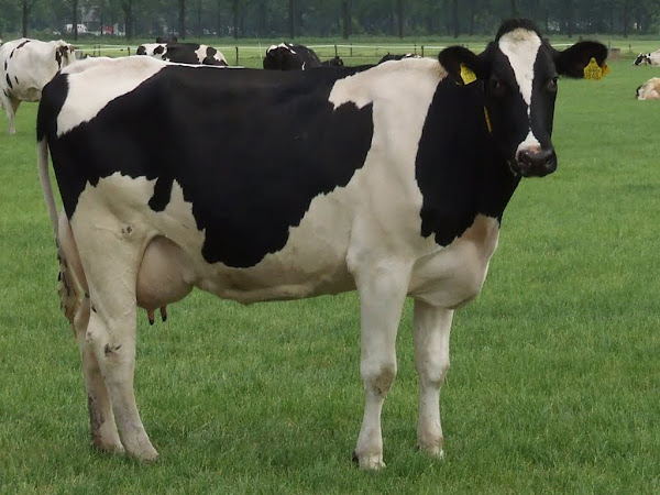 breeding dairy cattle, how to breed dairy cattle, dairy cattle breeding