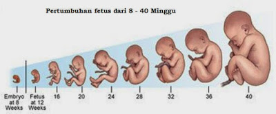 Perkembangan Bayi Tiap Bulan Dalam Kandungan