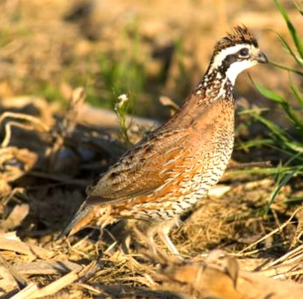 quail feed, feeding quails, what do quails eat, food of quails