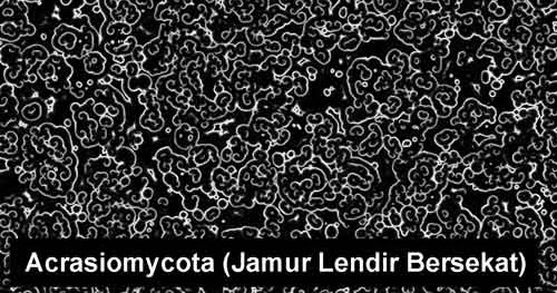 Contoh Artikel Biologi Tentang Virus Rasmi Q