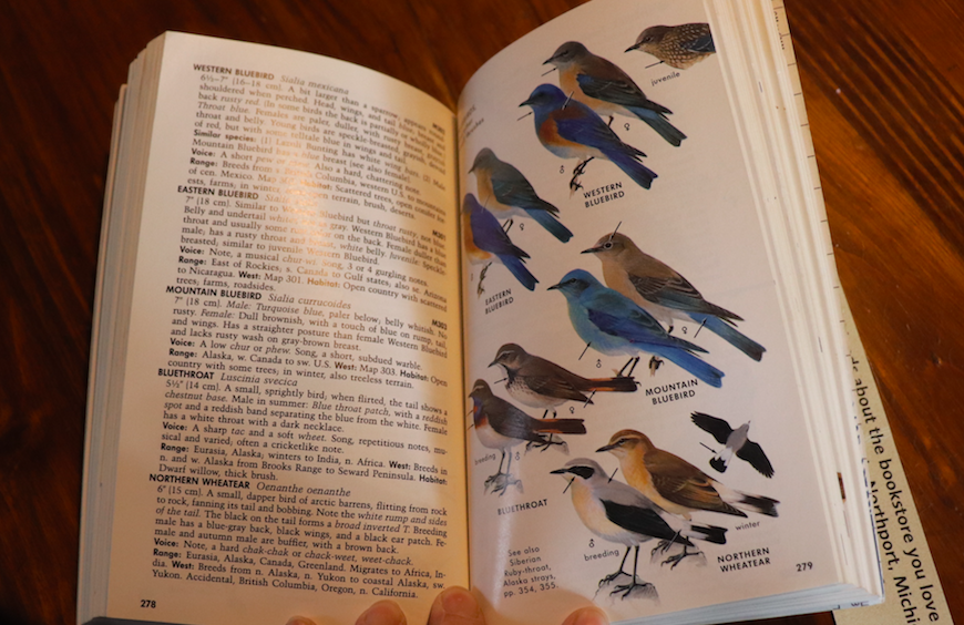 Books in Northport: Where Do Bluebirds Go When It Rains?