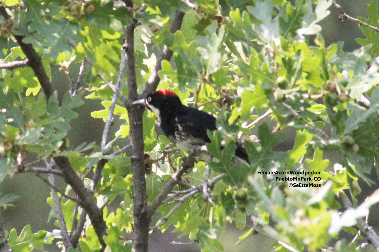 Acorn Woodpeckers, harvesting acorns
