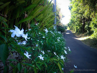 Sweet White Flowers Of The Garden Plants On The Side Of The Village Road North Bali Indonesia