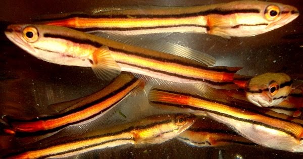 Baby snakehead Clearance