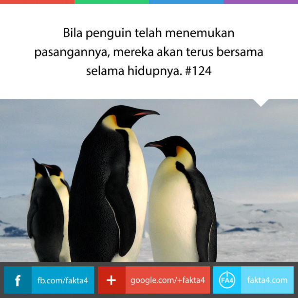 Penguin hewan setia