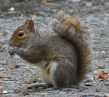 Grey squirrel essay