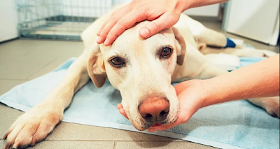 A Veterinarian Explains Why It's So Important To Be With Your Pet For His Last Moments