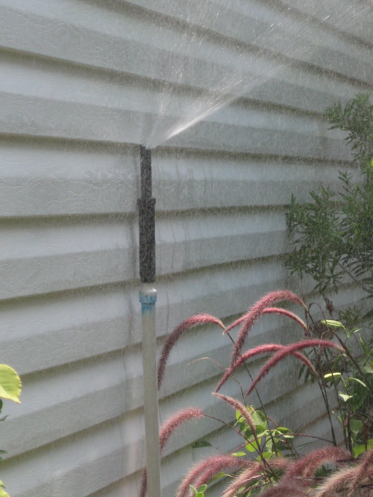 Gardening From the Ground Up: Jun 20, 2011