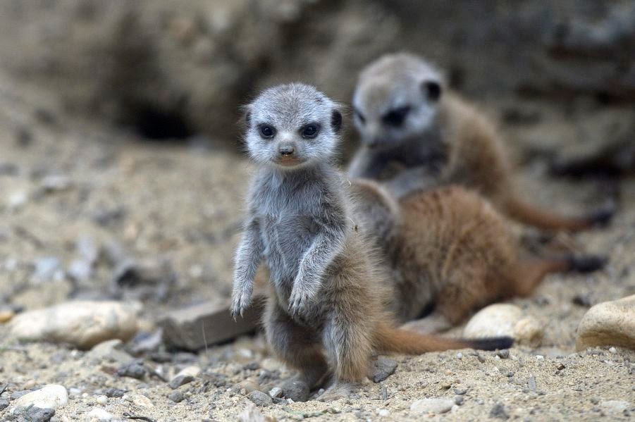 The 30 Cutest Animals Ever Seen