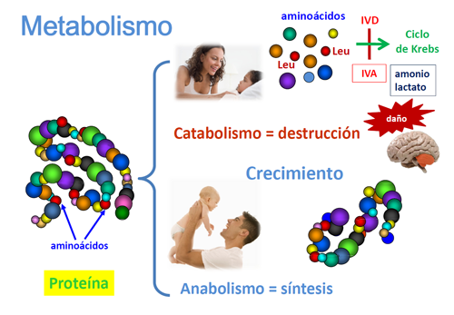 El argumento sobre Acelerar metabolismo