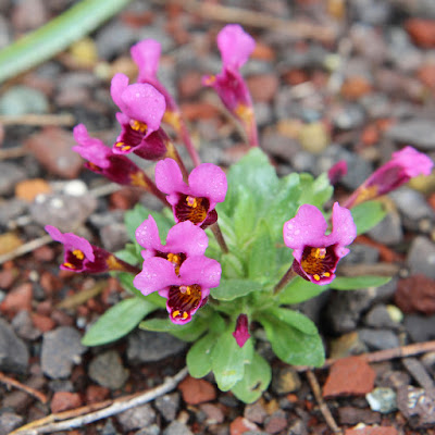 CA Native Garden: Flowers in Fog