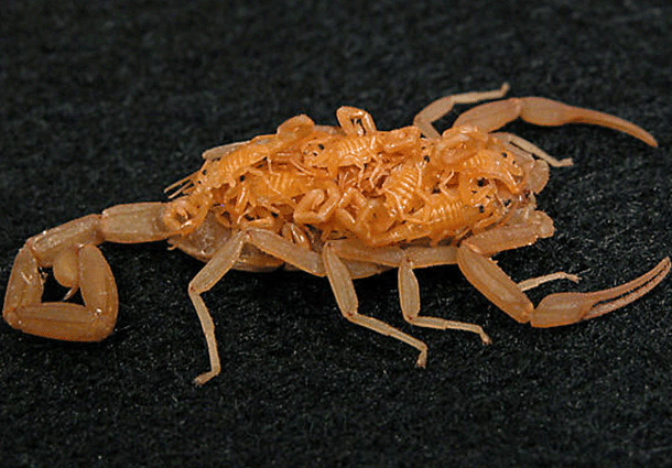 La Pulga De Las Vegas >> REGISAM KILL FUMGACIONES: ALACRANES La Pulga De Las Vegas >> REGISAM KILL FUMGACIONES: ALACRANES