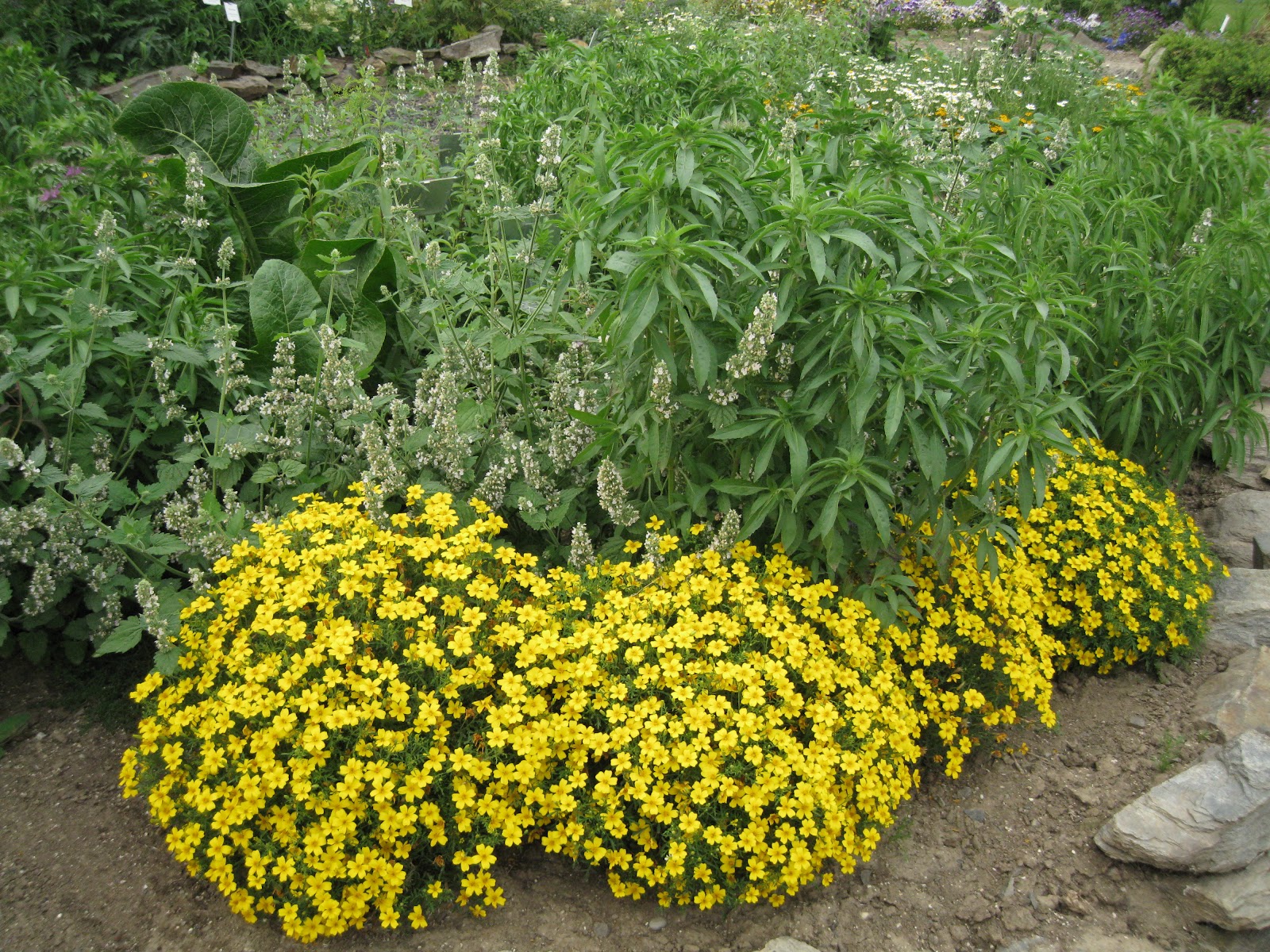 Edible Flowers in Alaska Alaska Master Gardener Blog